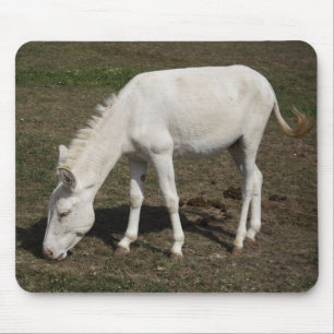 Österrikes-ungersk White Donkey Musmatta
