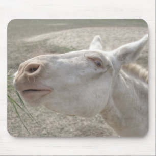Österrikes-ungersk White Donkey Musmatta