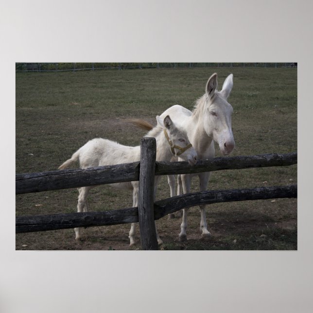 Österrikes-ungersk White Donkey Poster (Framsidan)