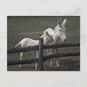 Österrikes-ungersk White Donkey Vykort