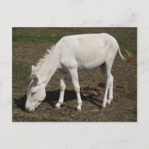 Österrikes-ungersk White Donkey Vykort