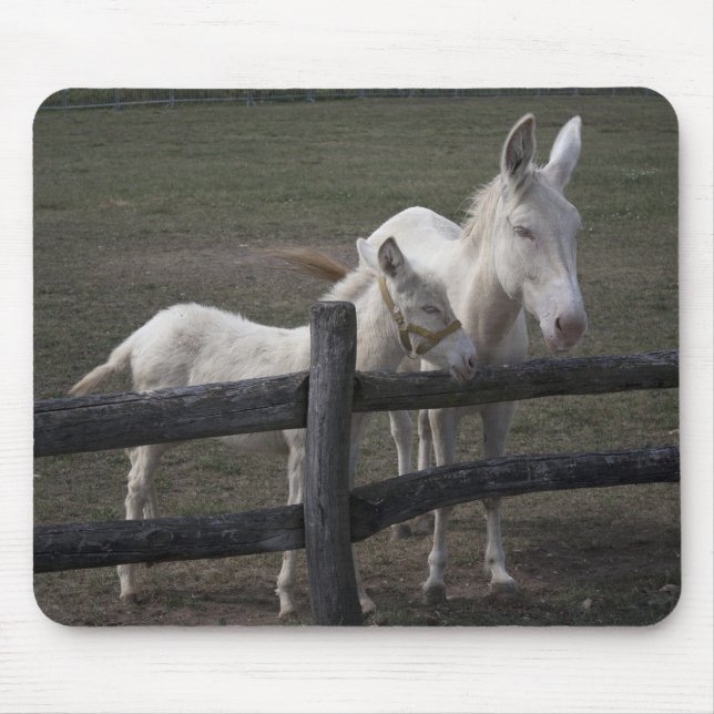 Österrikiska vita Donkey Musmatta (Framsidan)