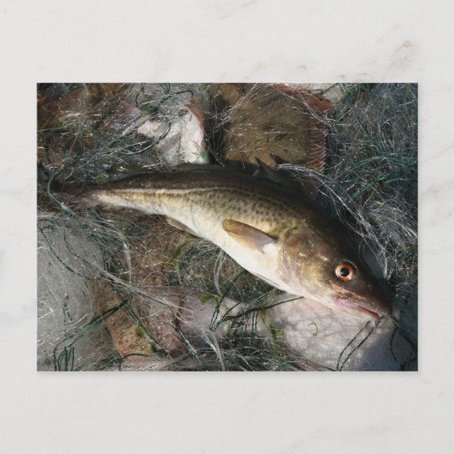 Östersjötorsk. Vykort (Framsida)