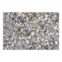 Osterskal, Apalachicola, Florida