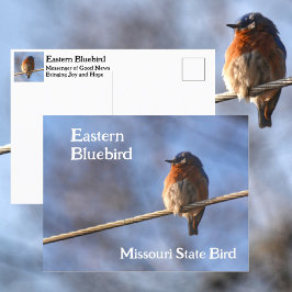 Östlig blåfågel Missouri Statens Fågel Fotografisk Vykort