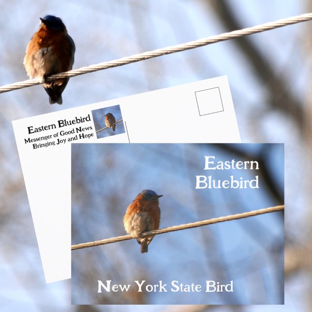 Östlig blåfågel New Yorks statliga fågel Fotografi Vykort (Skapare uppladdad)