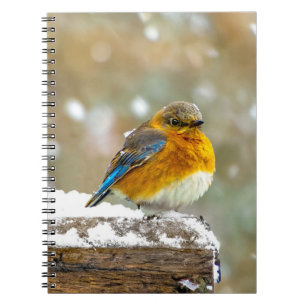 Östlig blåmes i snö - Originalfotografi Anteckningsbok