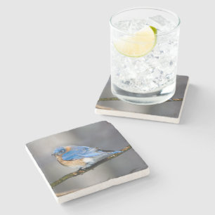 Östlig blåsångarestenkustfartyg stenunderlägg