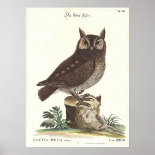 Östlig Catesby Seligman för Screechuggla Poster