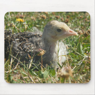 Östlig chick för vildTurkiet Poult Musmatta