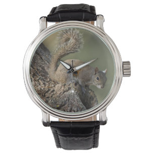 Östlig grå ekorre, eller grå ekorre armbandsur