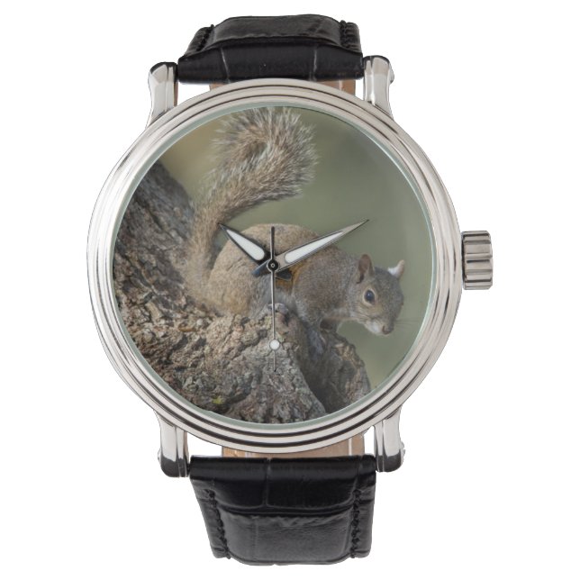 Östlig grå ekorre, eller grå ekorre armbandsur (Framsida)