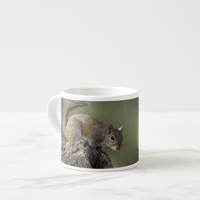Östlig grå ekorre, eller grå ekorre espressomugg (Framsida vänster)