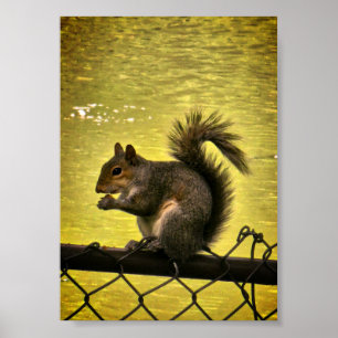 Östlig grå ekorre (Sciurus carolinensis)  Poster