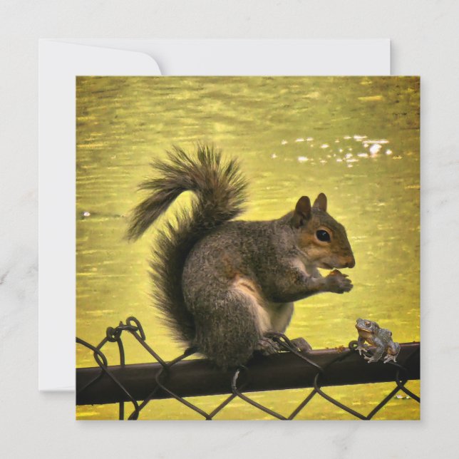Östlig grå ekorre (Sciurus carolinensis)  Spara Datumet (Framsida)