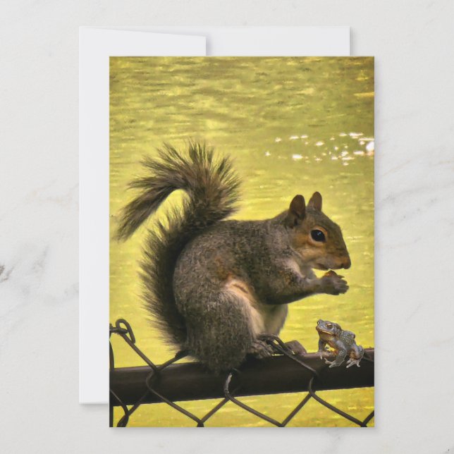 Östlig grå ekorre (Sciurus carolinensis)  Tack Kort (Framsida)