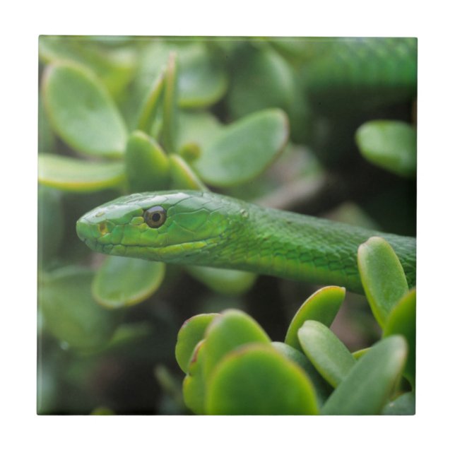Östlig grön mamba (Dendroaspis angusticeps) Kakelplatta (Framsidan)