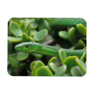 Östlig grön mamba (Dendroaspis angusticeps) Magnet