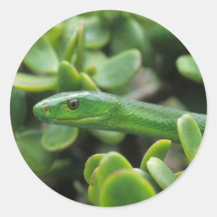 Östlig grön mamba (Dendroaspis angusticeps) Runt Klistermärke