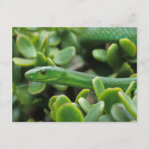 Östlig grön mamba (Dendroaspis angusticeps) Vykort