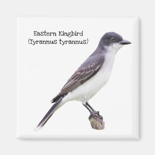 Östlig Kingbird Magnet