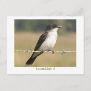 Östlig Kingbird Vykort