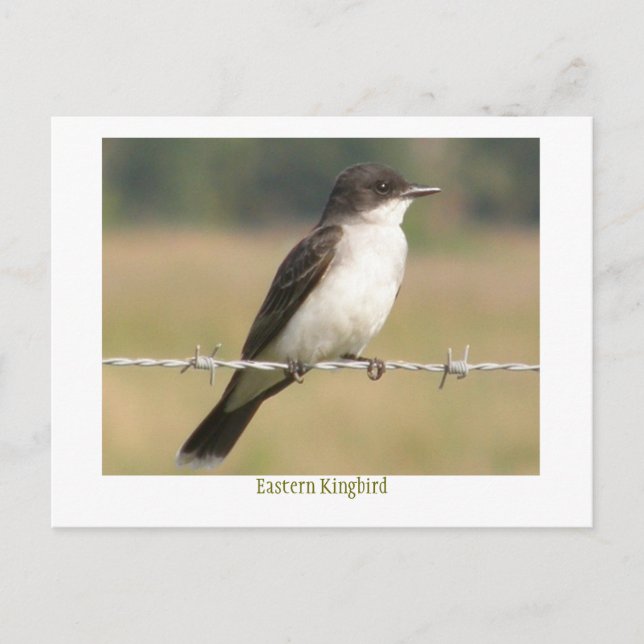 Östlig Kingbird Vykort (Framsida)