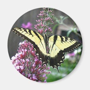 ÖSTLIG magnet för TIGER SWALLOWTAIL