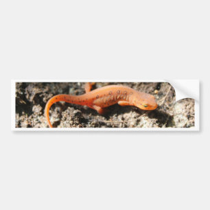 Östlig Newt Bildekal