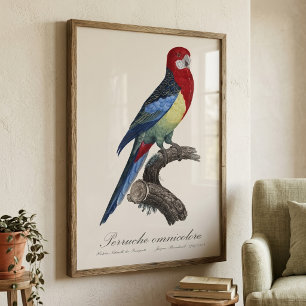 Östlig rosella eller Platycercus eximius parakit Fototryck