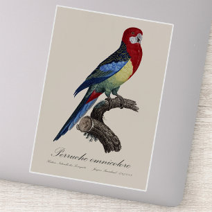 Östlig rosella eller Platycercus eximius parakit Klistermärken