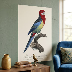 Östlig rosella eller Platycercus eximius parakit Poster