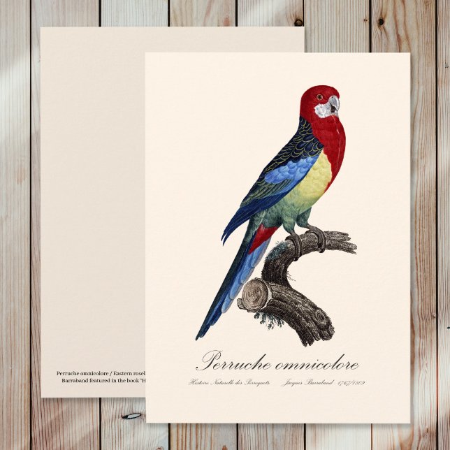 Östlig rosella eller Platycercus eximius parakit Tack Kort (Eastern rosella or Platycercus eximius parakeet. Thank You Card)