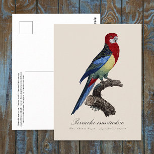 Östlig rosella eller Platycercus eximius parakit Vykort