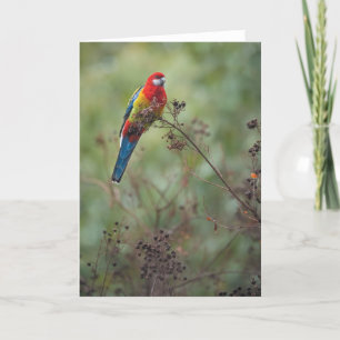 Östlig Rosella papegoja - hälsningkort Helgkort