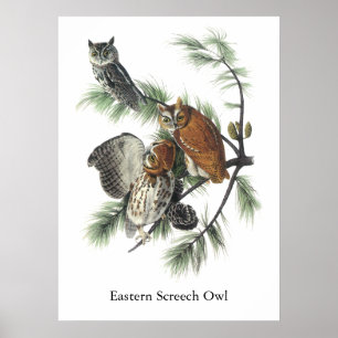 Östlig Screechuggla, John Audubon Poster