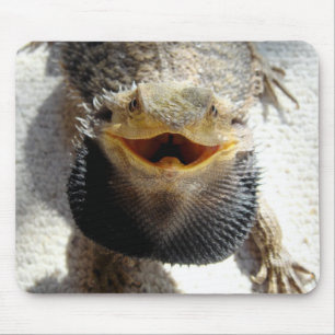 Östlig skäggig drake - Pogona barbata Musmatta
