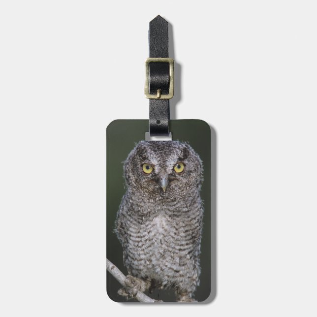 Östlig skrikuv, Megascops asio, Otus 2 Bagagebricka (Vertikal Framsida)
