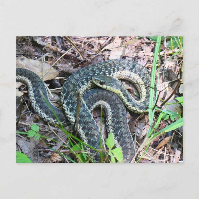Östlig strumpebandssnäcka vid Cape Cod Vykort (Framsida)