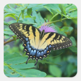 Östlig tiger swallowtail-fjäril fyrkantigt klistermärke