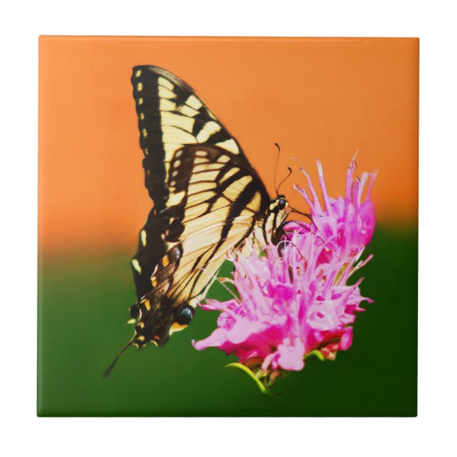 Östlig tiger swallowtail-fjäril kakelplatta (Framsidan)