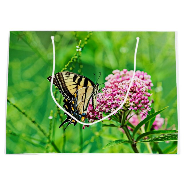 Östlig tigerSwallowtail fjäril (Framsidan)