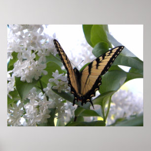 Östlig tigerSwallowtail fjäril på vitlila Poster