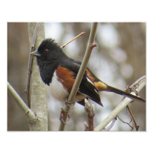 Östlig Towhee Fototryck