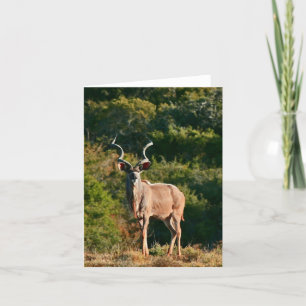Östlig udd Kudu noterar kortet Kort