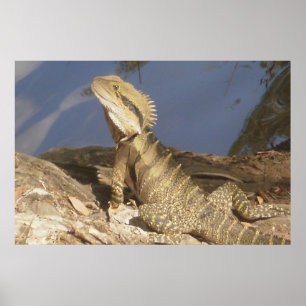 Östlig vattendrake poster