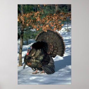 Östlig vildkalkon, oavkortad stötta för enorm poster
