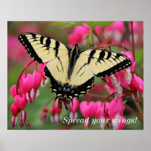 Östliga Swallowtail Poster