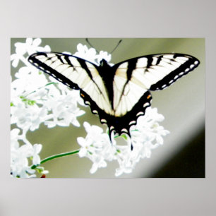 Östligt foto för tigerSwallowtail fjäril Poster