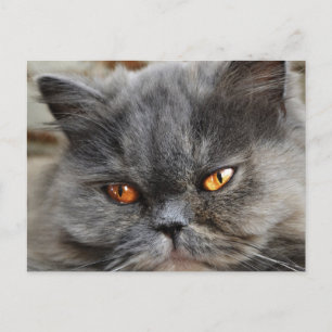 Ostört vykort för katt
